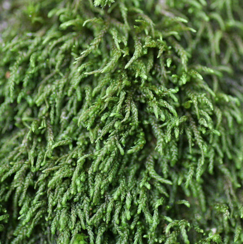 Pterigynandrum filiforme